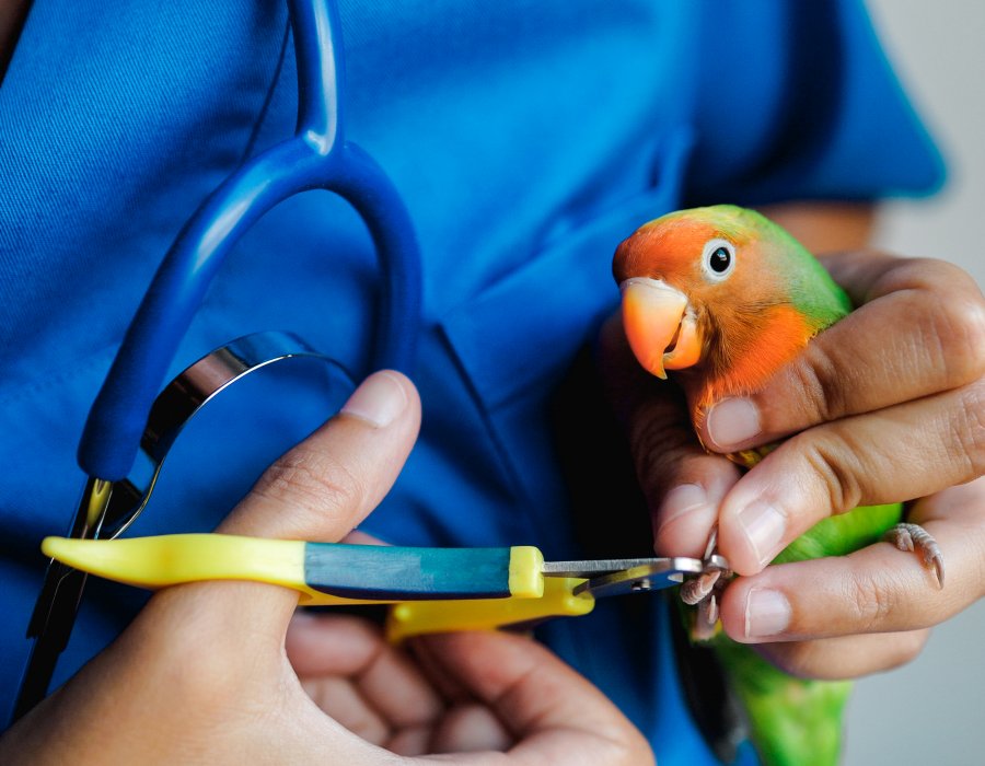 Parrot at the veterinarian