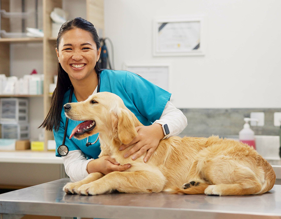 Smiling golden retriever at the veterinarian clinic.