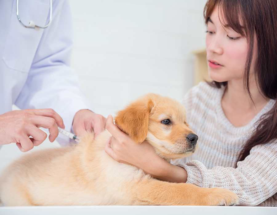 Puppy at the veterinarian getting a vaccination.