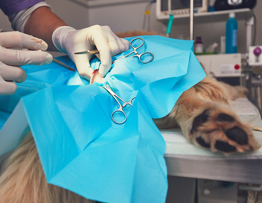 Dog at the veterinarian clinic for a surgery.