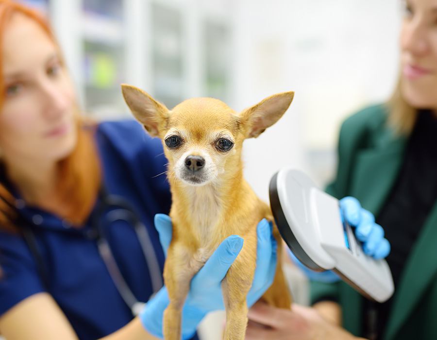 Puppy at the vet for microchipping